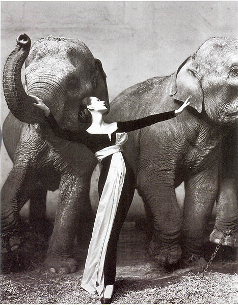 Dovima con gli elefanti, foto di Richard Avedon, 1955